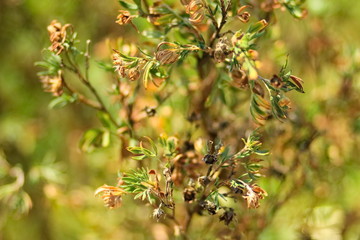 Texture. Flower leaves wither
