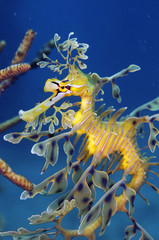 Fototapeta premium LeafySeaDragon シードラゴン