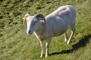 Shorn Sheep