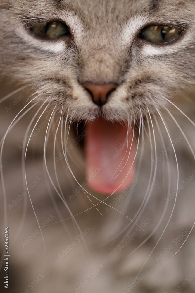 Wall mural Funny cat yawning mouth full