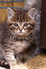 Beautiful tabby kitten