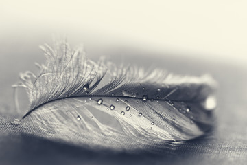 White feather with water drops