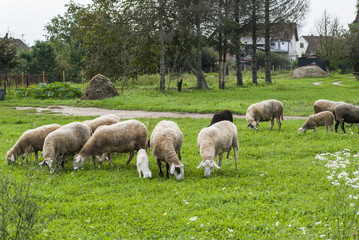 Obraz premium Sheep