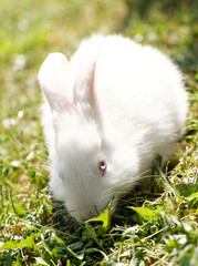 White bunny