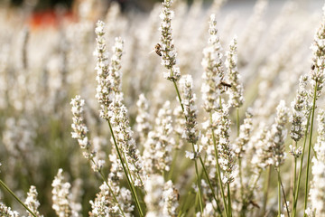 Naklejka premium White lavender flowers