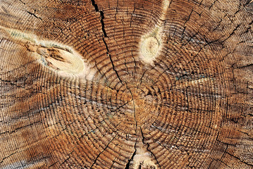 Weathered wooden cut