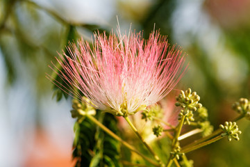 Flowers of acacia