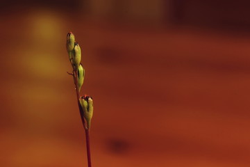 Drosera Blossoms