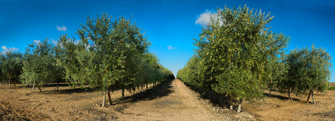 Panoramic views of olive tree lines