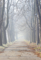 Misty morning in old park
