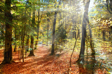 Park on a sunny day .