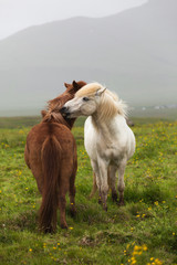 Obraz premium Icelandic white and red horses