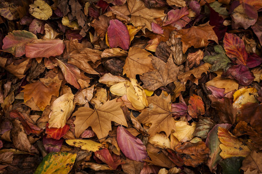 colorful autumn leaves background