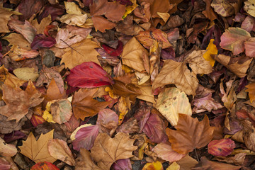 autumn leaves background