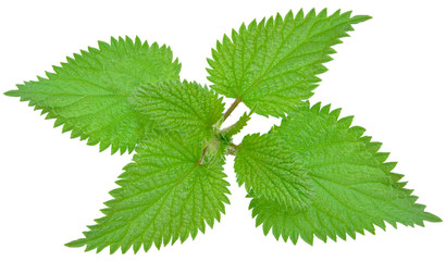 nettle