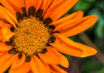 Orange Petals