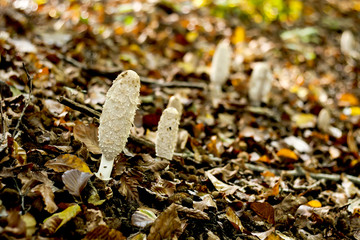 woung coprinus comatus mushrooms growing in the autumn forest so