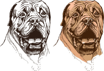 portrait of boxer dog