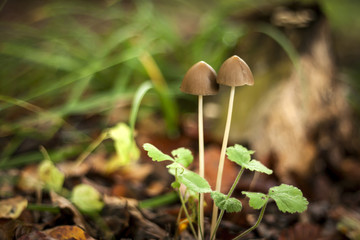 couple of little mushrooms growing in a forest