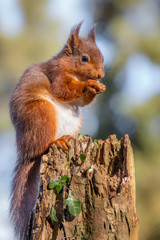 Red Squirrel in English countryside