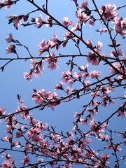 Sunny tree pink blossoms on blue sky