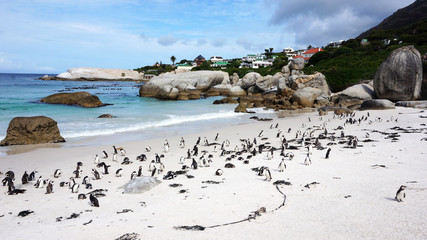 Obraz premium Penguins False Bay Boulders