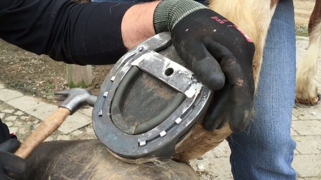 Hufschmied beschl&auml;gt Pferd