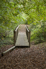 gangway in a forest, vertical image