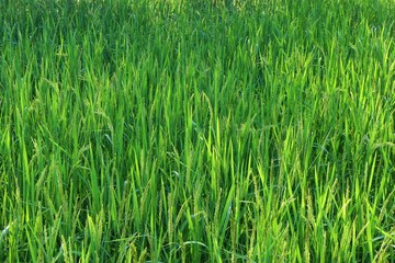 rice field
