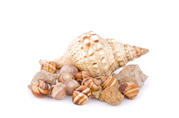 Морские ракушки на белом фоне