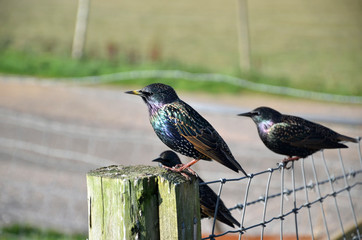 starlings