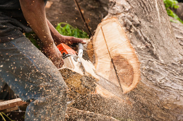 Lumberjack worker cutting firewood in forest with chainsaw