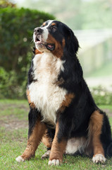 Bernese mountain dog