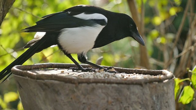 bird magpie