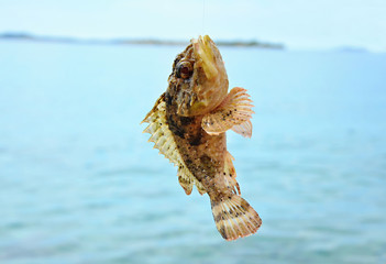 Black scorpion fish caught - Croatia