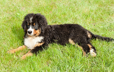 Bernese mountain dog