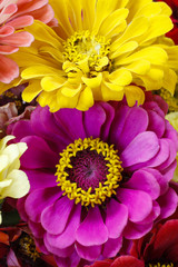 Obraz premium Zinnia flowers