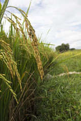 Rice fields in Nan province of Thailand