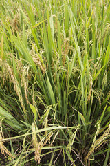 Rice fields in Nan province of Thailand