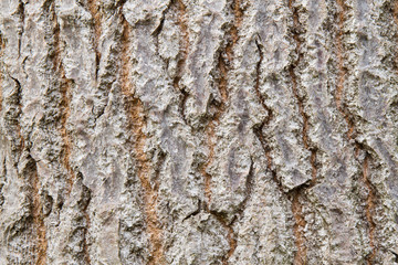 Corteza. Populus canadensis. Chopo canadiense.