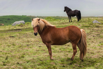 Naklejka na ściany i meble Iceland. Horses