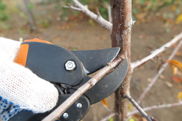 Pruning a fruit tree branch with a garden secateur in the garden