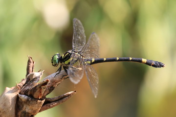 Anotogster Sieboldill dragonfly