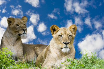 Fototapeta na wymiar Lions in the Grass