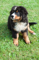 Bernese mountain dog