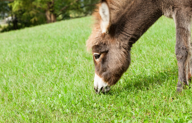 Small donkey