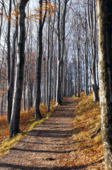 Autumn (fall) forest