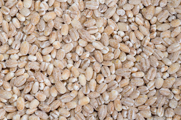 food background of beige grain barley