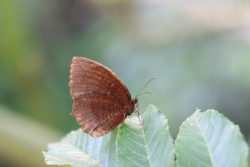 Brush-footed butterfly and green leaf