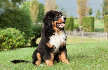 Bernese mountain dog